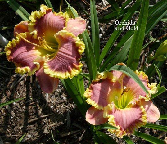 orchids and gold good